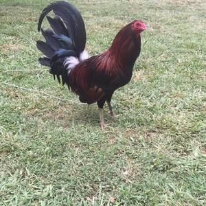 Meet your Posher, Junior